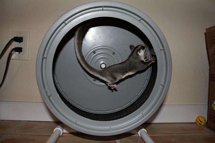 GliderGossip Wheels